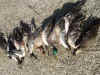 Duck-Goose 2010 - 078.JPG (157834 bytes)