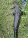 Gator Hunt - 9-12-06 - 001.jpg (176219 bytes)