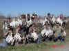 Rye Grass Goose Hunt - 1-31-06 - 006.jpg (114528 bytes)